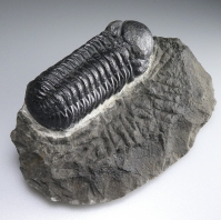 FOSSILISED TRILOBITE, POSSIBLY REEDOPS, 360 MILLION YEARS BP