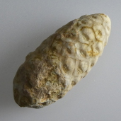 Fossilised pine cone