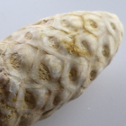 Fossilised pine cone