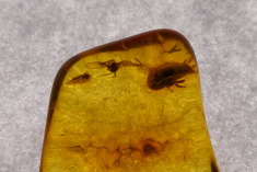 Baltic Amber with Insect Inclusion, 45 Million Years BP