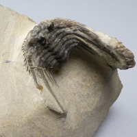 Fossil Trilobite, Leonapsis sp, Devonian Period 380 Million Years BP