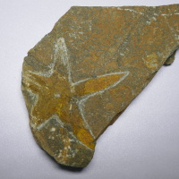 Fossil Petraster Starfish Group, Ordovician Period, Circa 485-444 Million Years BP