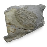 Julia Domna (Wife of Septimius Severus), Silver Denarius, Cybele, 196-211 AD