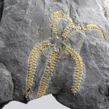 Fossil Brittle Star, Ophiuroidea sp., 485-444 Million Years BP