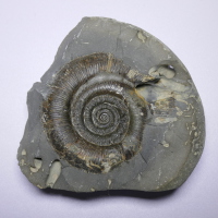 Fossil Ammonite, Lower Jurassic Period, Toarcian Stage, Circa 180 Million Years BP